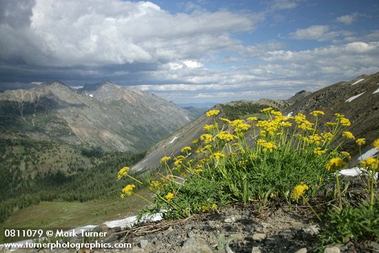 Brandegee's Desert Parsley on alpine ridge