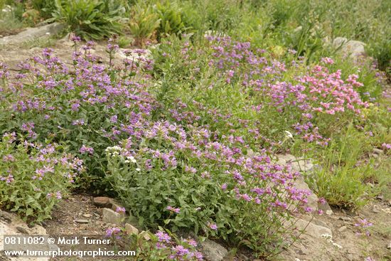 Cascades Penstemon