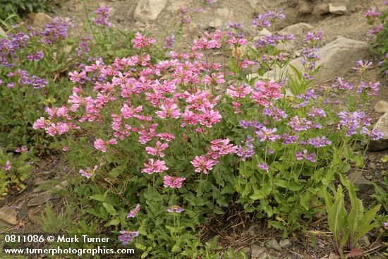 Cascades Penstemon