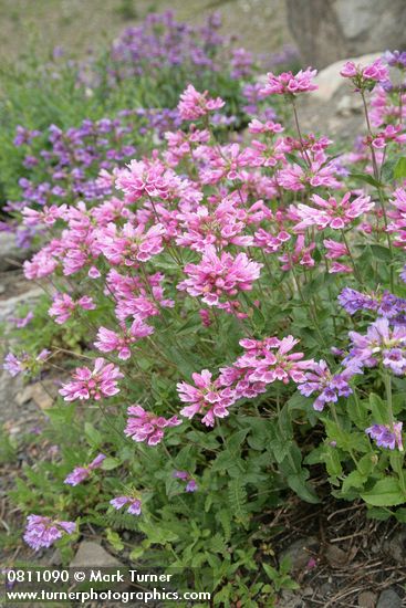 Cascades Penstemon