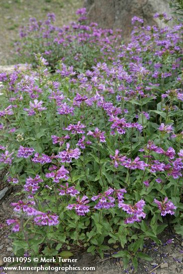 Cascades Penstemon