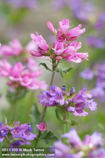 Cascades Penstemon blossoms