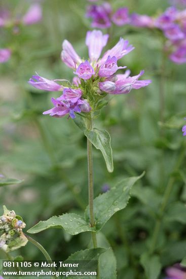 Cascades Penstemon blossoms & foliage