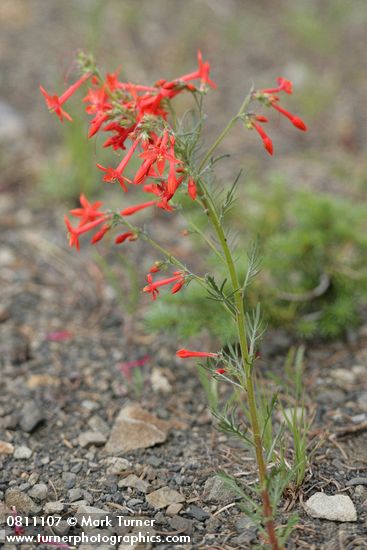 Scarlet Gilia