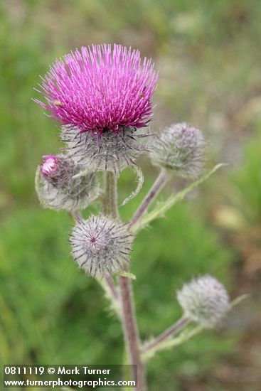 Indian Thistle