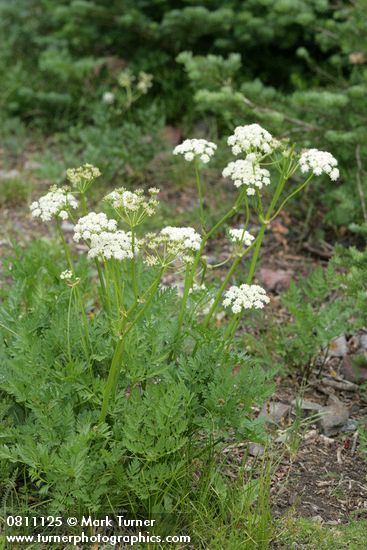 Gray's Lovage