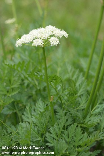 Gray's Lovage blossoms & foliage