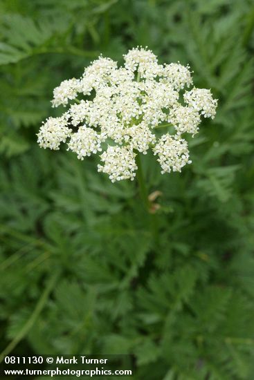 Gray's Lovage blossoms
