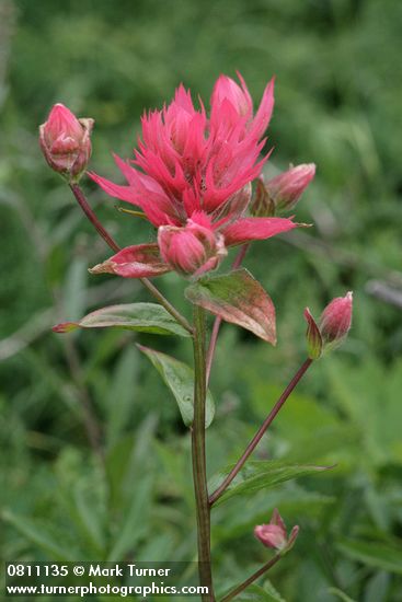 Giant Red Paintbrush