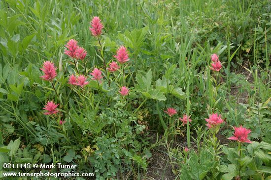 Giant Red Paintbrush in meadow habitat