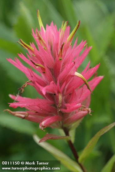 Giant Red Paintbrush bracts & blossoms detail