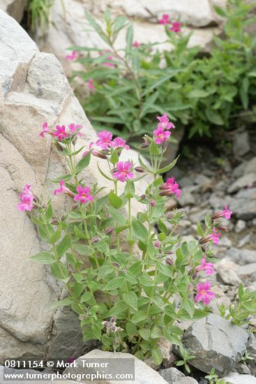 Lewis's Monkeyflower