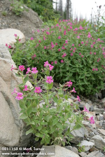 Lewis's Monkeyflower