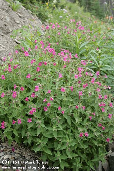 Lewis's Monkeyflower