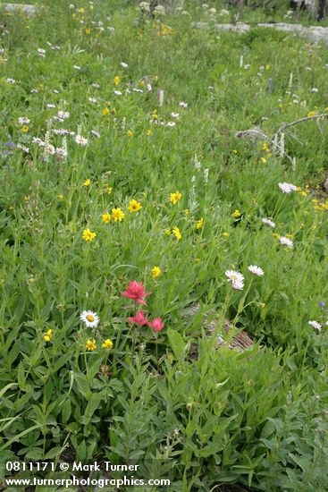 Wet meadow w/ Giant Red Paintbrush, Mountain Arnica, Subalpine Daisies, Bronze Bells, Bog Candles