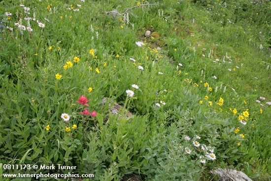 Wet meadow w/ Giant Red Paintbrush, Mountain Arnica, Subalpine Daisies, Bronze Bells, Bog Candles