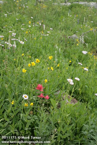 Wet meadow w/ Giant Red Paintbrush, Mountain Arnica, Subalpine Daisies, Bronze Bells, Bog Candles