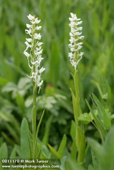 White Bog Orchids