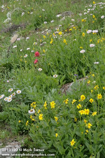 Meadow w/ Giant Red Paintbrush, Mountain Arnica, Subalpine Daisies