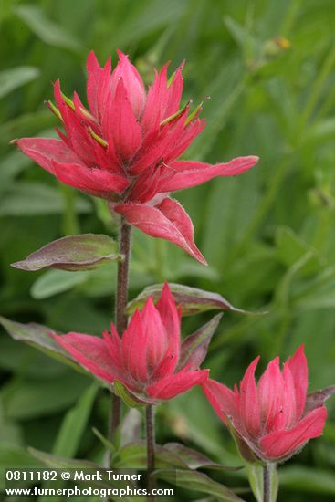 Giant Red Paintbrush