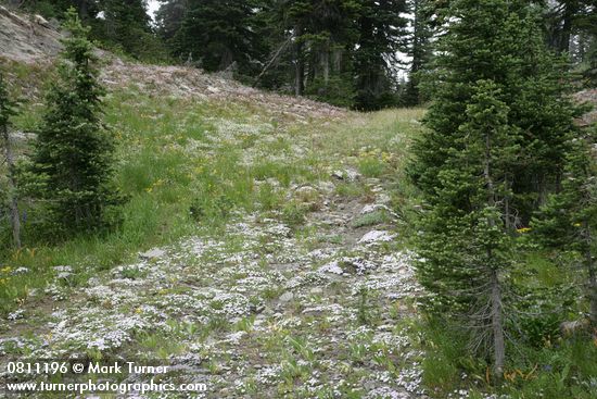 Spreading Phlox in swale w/ Columbia Lewisia bkgnd