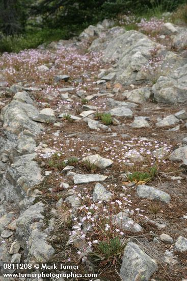 Columbia Lewisia on rock shelf