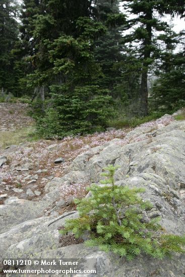 Small Sub-alpine Fir in rock crack w/ Columbia Lewisia bkgnd