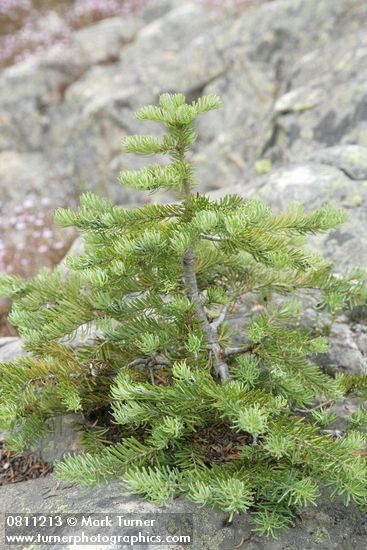 Small Sub-alpine Fir in rock crack