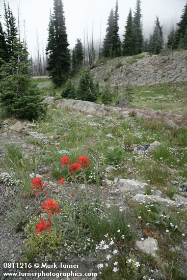 Wenatchee Paintbrush w/ Mountain Sandwort