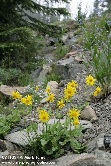 Mountain Arnica