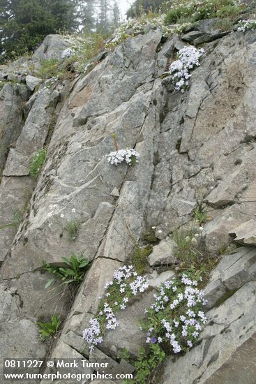 Spreading Phlox in rock cracks