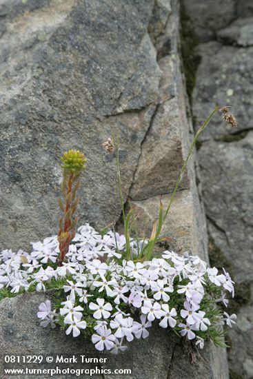 Spreading Phlox, Lanceleaf Stonecrop, Sedge in rock crack