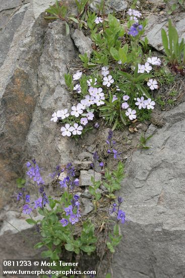 Cusick's Speedwell & Spreading Phlox in rock crack