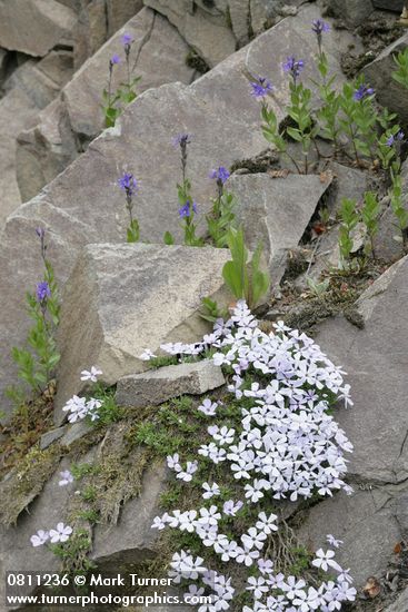 Spreading Phlox & Cusick's Speedwell in rock cracks