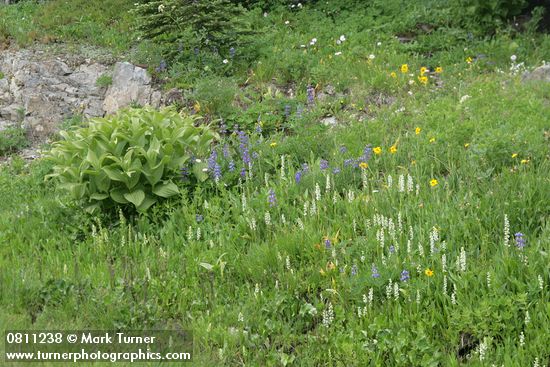 Wet meadow w/ White Bog Orchids, Green Corn Lilies, Broadleaf Lupines