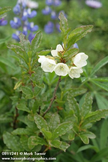 White Rhododendron blossoms & foliage