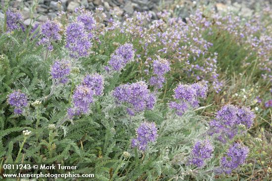 Silky Phacelia