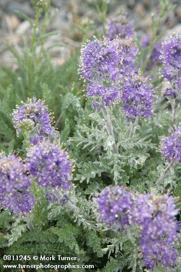 Silky Phacelia