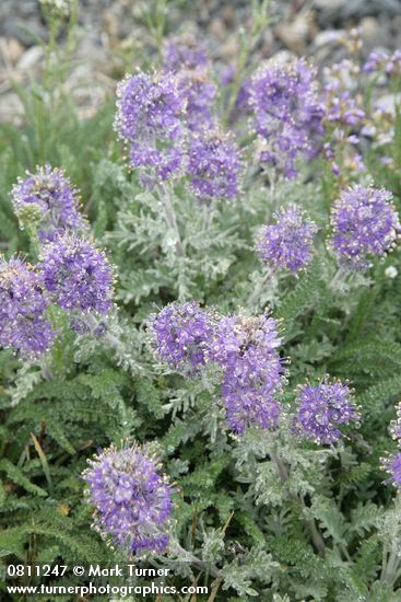 Silky Phacelia