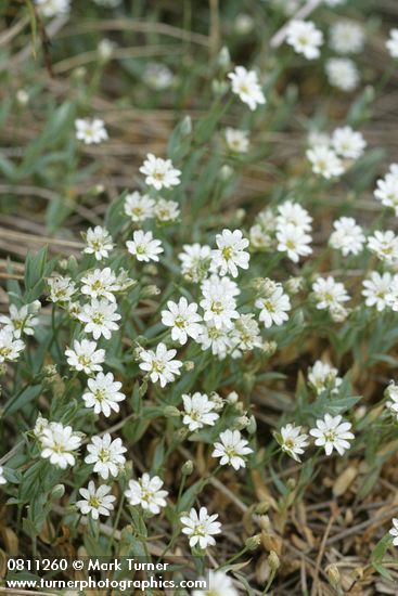 Alpine Chickweed