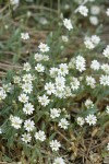 Alpine Chickweed