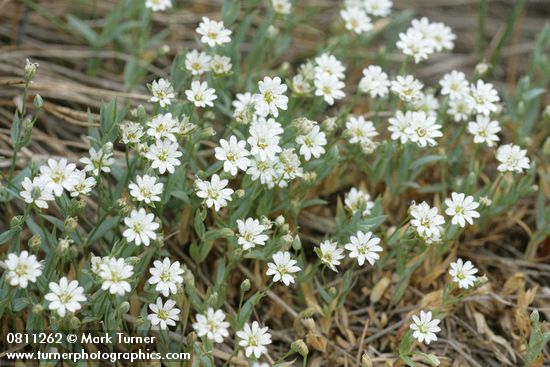 Alpine Chickweed