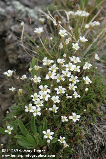 Alpine Sandwort