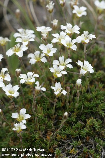 Alpine Sandwort
