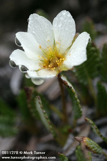 Eightpetal Mountain-avens blossom w/ raindrops