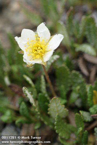 Eightpetal Mountain-avens