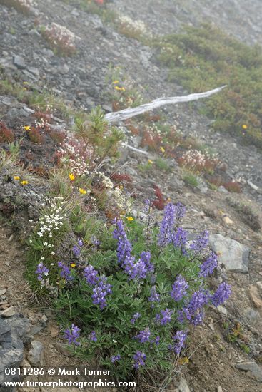 Broad-leaved Lupines on alpine scree slope w/ Spotted Saxifrage