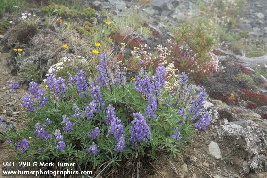 Broad-leaved Lupines on alpine scree slope w/ Spotted Saxifrage