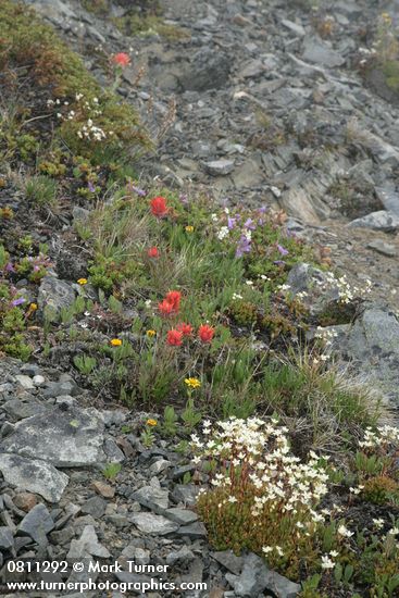 Spotted Saxifrage, Wenatchee Paintbrush on alpine scree slope