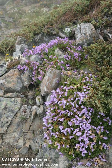 Davidson's Penstemon w/ Mountain Juniper